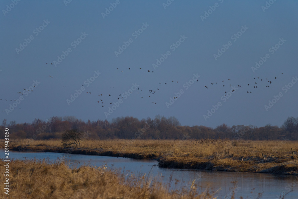  a herd of wild birds flying against a blue cloud over rusty, spring fields