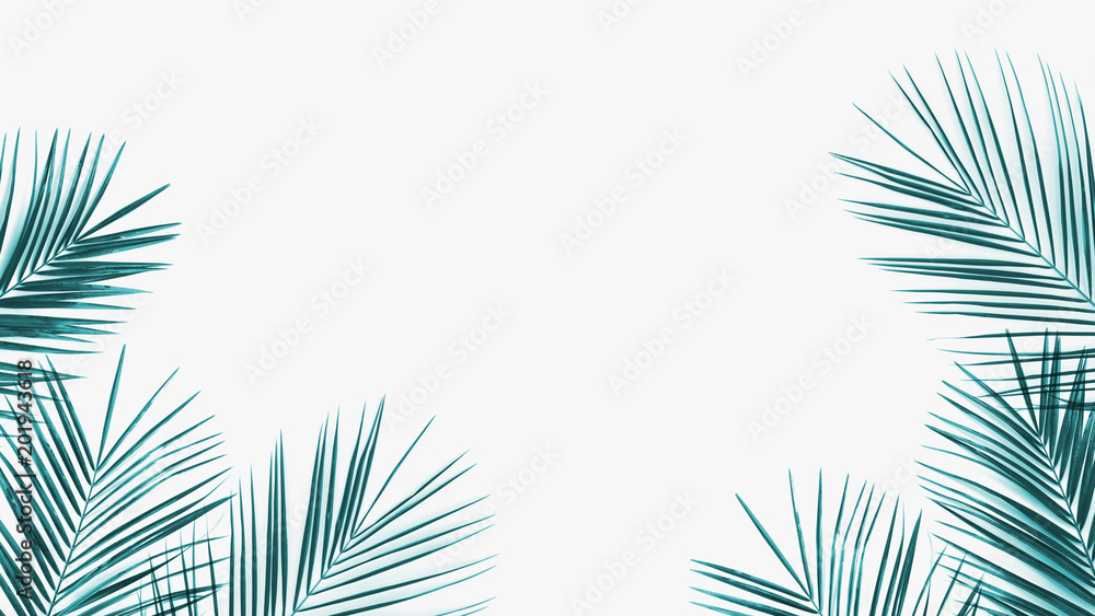 Green coconut leaves frame isolated on white background