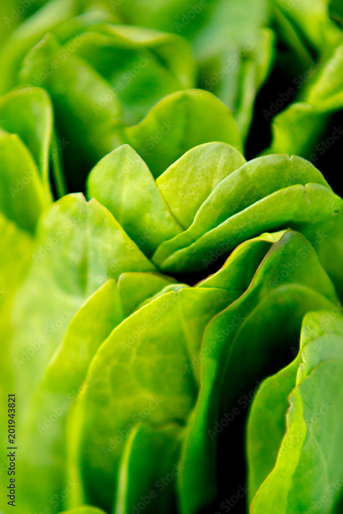 Close up texture background of fresh green leaves of sorrel Close up texture background of fresh green leaves of sorrel