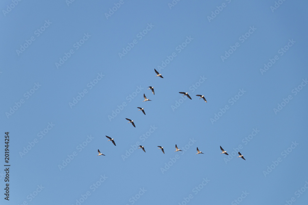  76/5000 the key of wild geese flying in formation against a blue, sunny sky