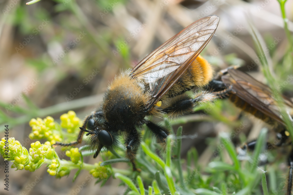 Mating robberflies, Laphria flava, macro photo Mating robberflies, Laphria flava, macro photo