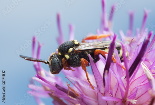 Blunthorn nomad, Nomada flavopicta on knapweed, macro photo photo