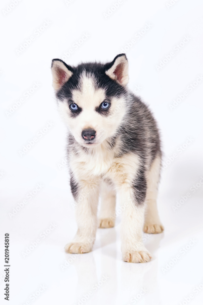 Adorable black and white Siberian Husky puppy with blue eyes standing indoors on a white background