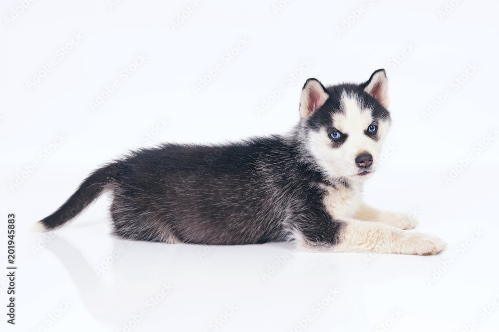 Adorable black and white Siberian Husky puppy with blue eyes lying down indoors on a white background
