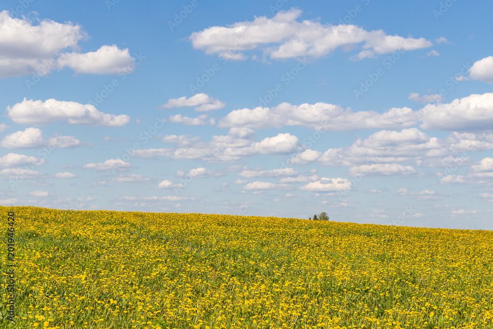 Spring landscape with yellow field dandelions flowers and blue sky with clouds Spring landscape with yellow field dandelions flowers and blue sky with clouds