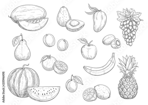 Fruit isolated sketch set for food, juice design