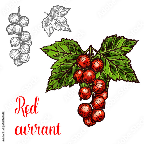 Red currant vector sketch fruit berry icon