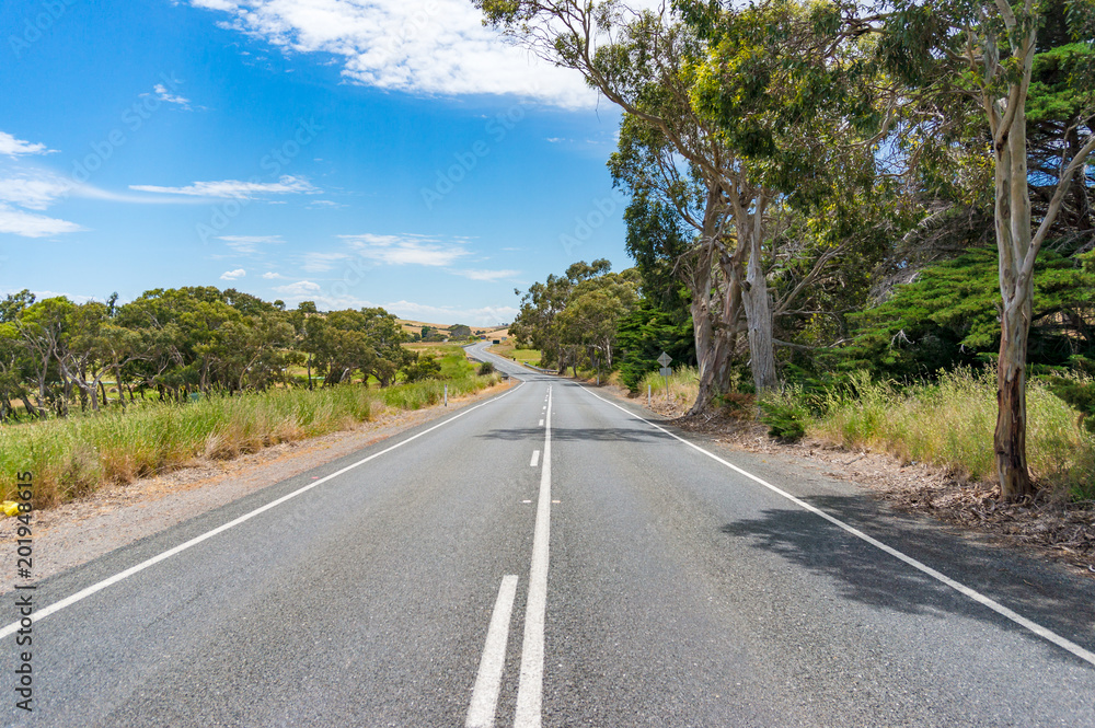 Countryside road with eucalyptus on sunny day Countryside road with eucalyptus on sunny day