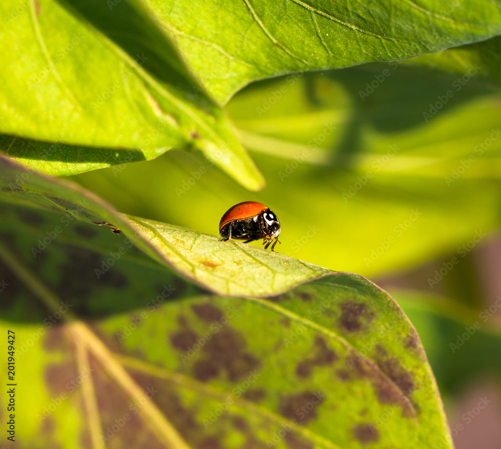 Small Ladybug Small Ladybug