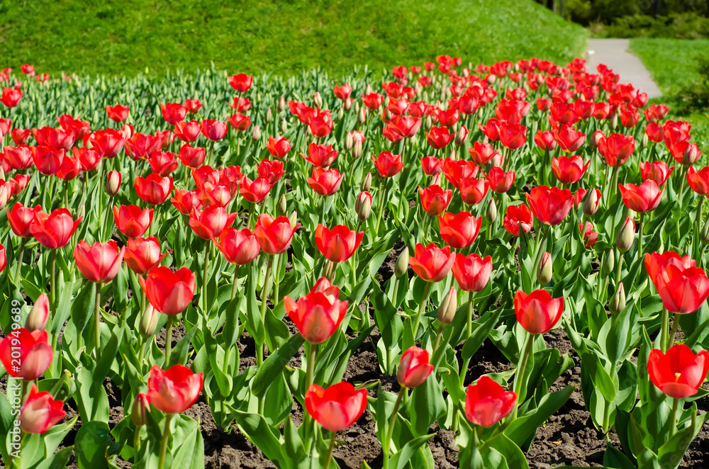 Red tulips green grass