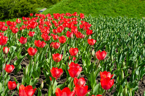 Red tulips green grass