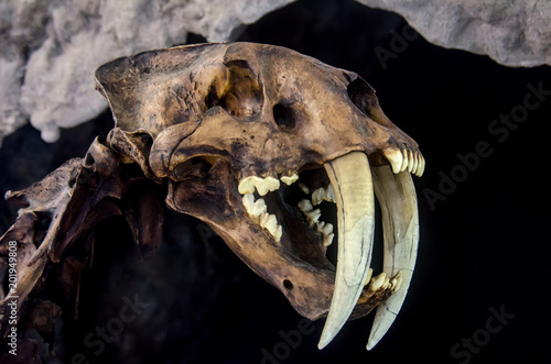 Smilodon saber tooth extint feline
