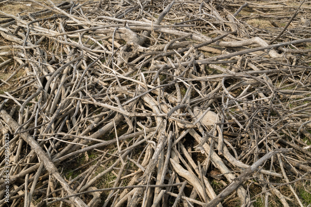 A bunch of twigs and tree roots on the shore of the lake A bunch of twigs and tree roots on the shore of the lake