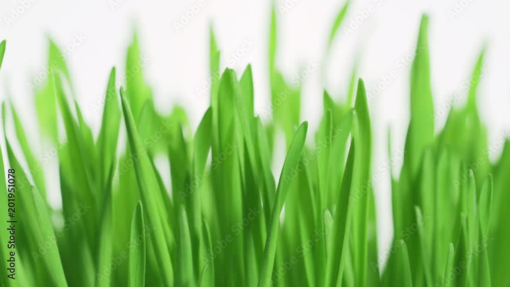 A texture of a rotating bright green grass on a white background. Lawn fresh grass close-up rotate A texture of a rotating bright green grass on a white background. Lawn fresh grass close-up rotate