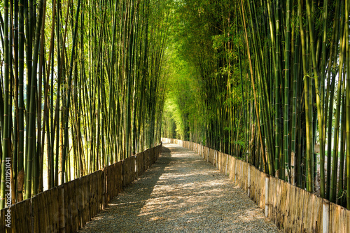 Fototapeta Naklejka Na Ścianę i Meble -  Bamboo grove with walk way and sun light background