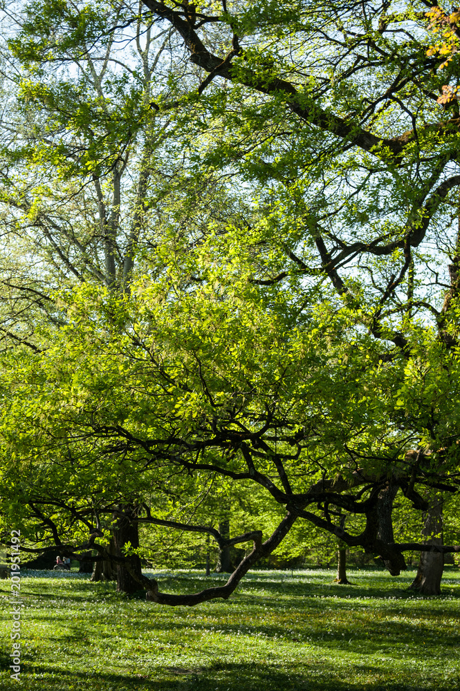 Naklejka premium Salzburg, Hellbrunn, natur, fremdenverkehr