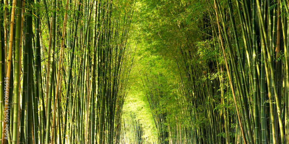 Naklejka premium Panorama bamboo forest or bamboo grove and sun light background