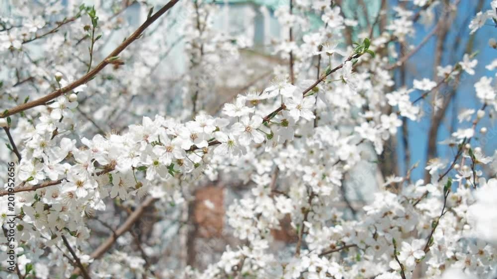 Trees in flowers. Flowering plum. Trees in flowers. Flowering plum.
