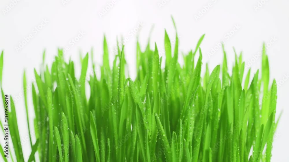 Texture of a rotating bright green grass with drops of morning dew on a white background. Lawn wet fresh grass close-up rotate Texture of a rotating bright green grass with drops of morning dew on a white background. Lawn wet fresh grass close-up rotate
