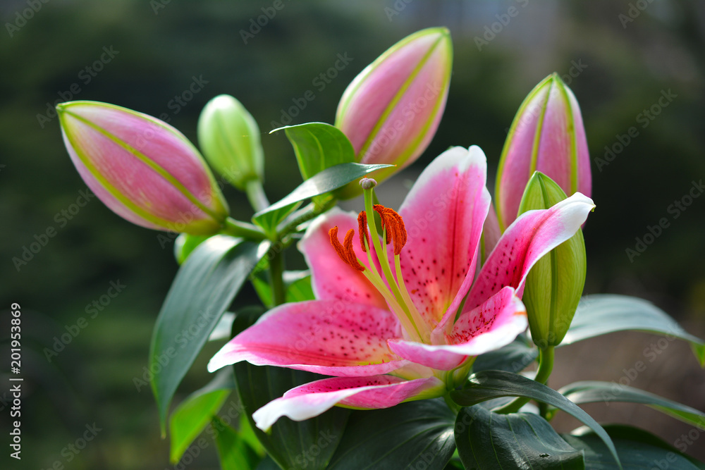 Beautiful pink flower of lily in the summer garden. Delicate rose lily buds.