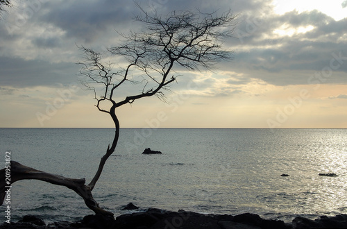 Silhouette of a dead branch on the Kona Coast - Kona, Hawaii