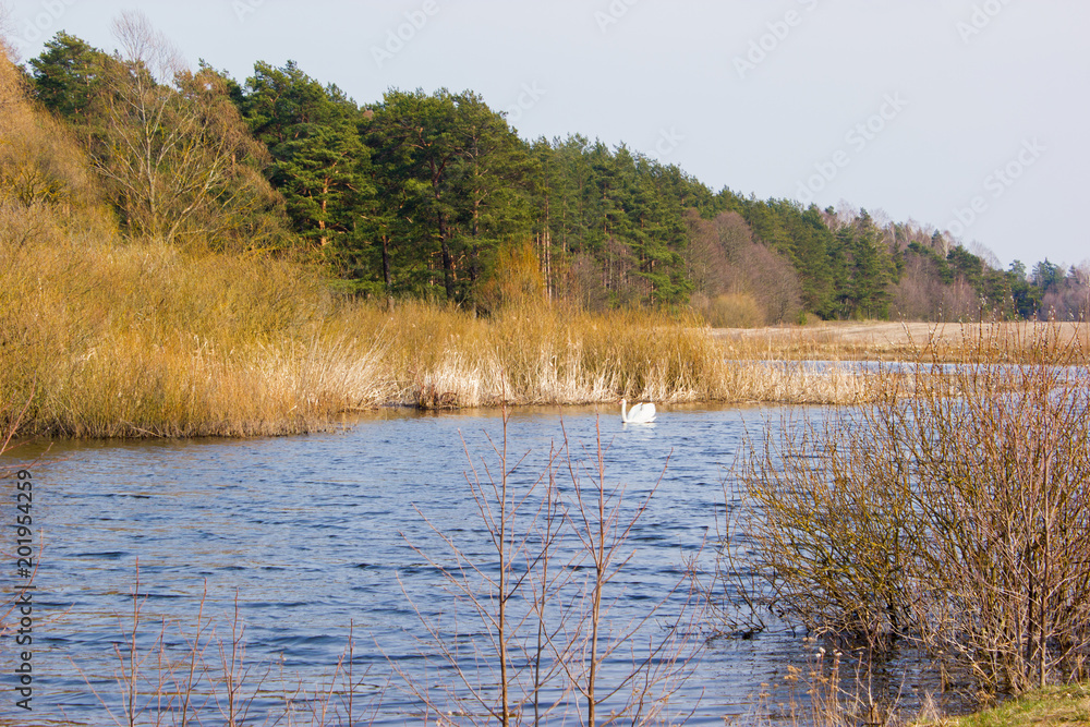 A white swan floating on a wild river. There are waves on the water. On the banks grow bushes, in the background there is a pine forest. Sunny spring day.