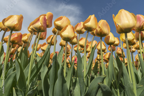 Fototapeta Naklejka Na Ścianę i Meble -  Up view of yellow red tulips flowers under a hash sun light at Lisse, Netherlands