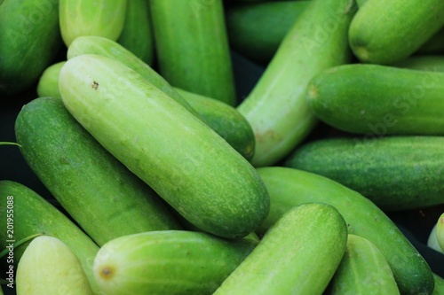 Fresh cucumbers for cooking in the market