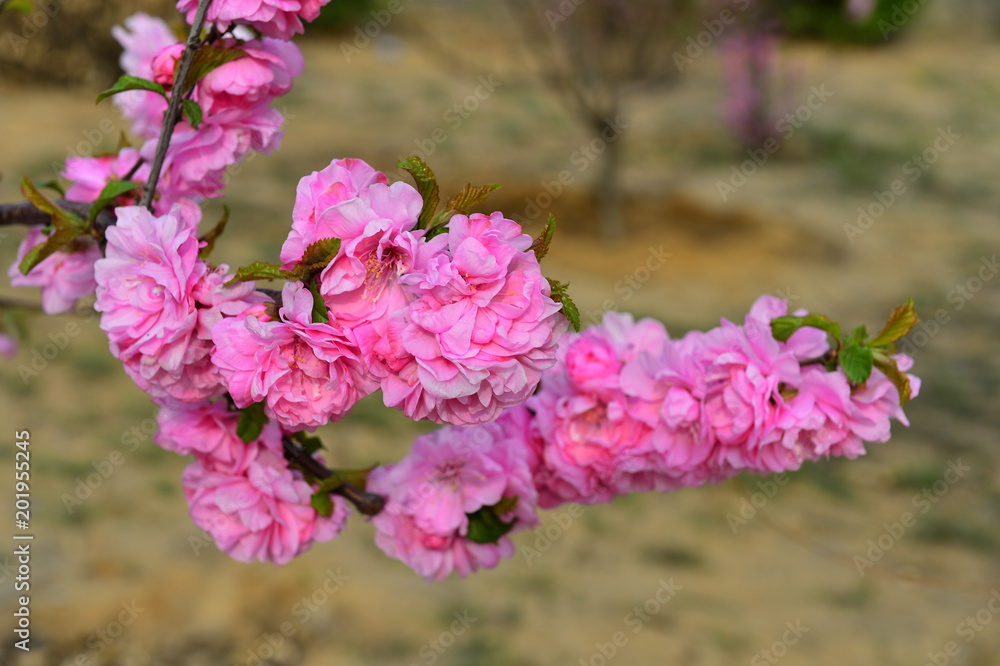 Fototapeta premium The cherry blossom in the park