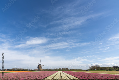 Fototapeta Naklejka Na Ścianę i Meble -  Red and yellow hyacinths flowers fields and a Dutch windmill at Lisse, Netherlands