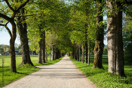 Salzburg, Allee, Sommer, Ausflug