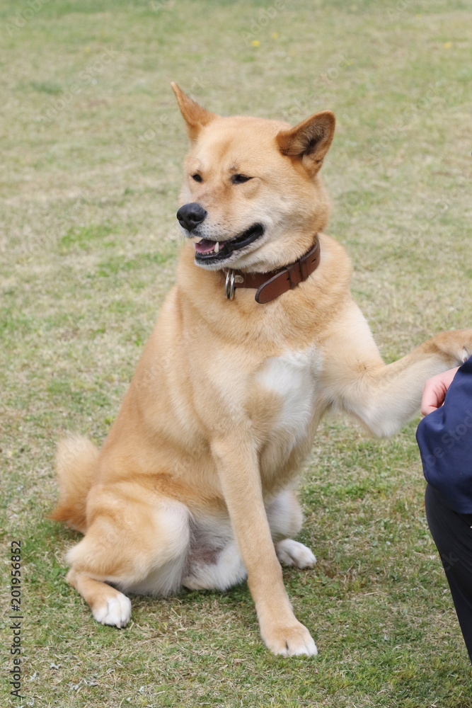 保護犬と人々(イメージ) 保護犬と人々(イメージ)