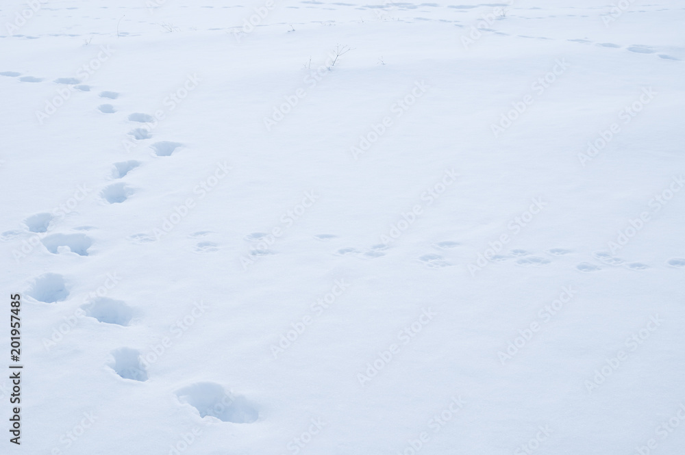 冬 雪 足跡 素材 Stock Photo Adobe Stock 冬 雪 足跡 素材 Stock Photo Adobe Stock