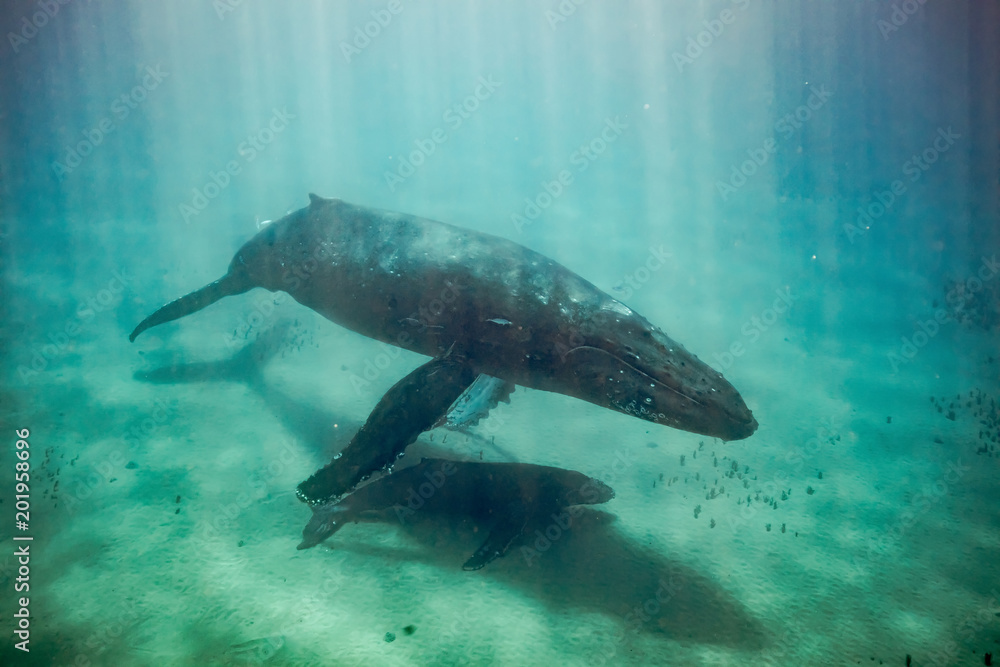 Obraz premium Humpback whales of Hawaii