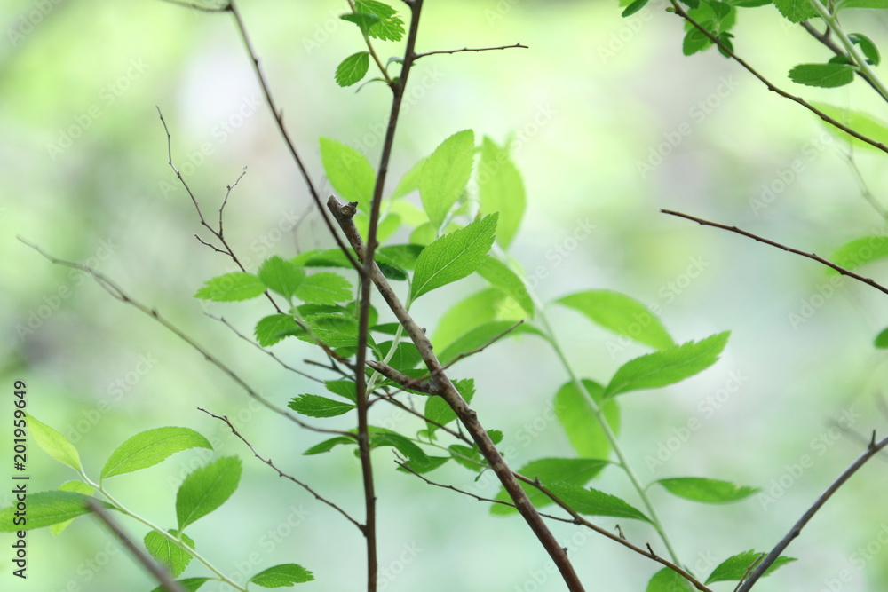 Naklejka premium 新緑