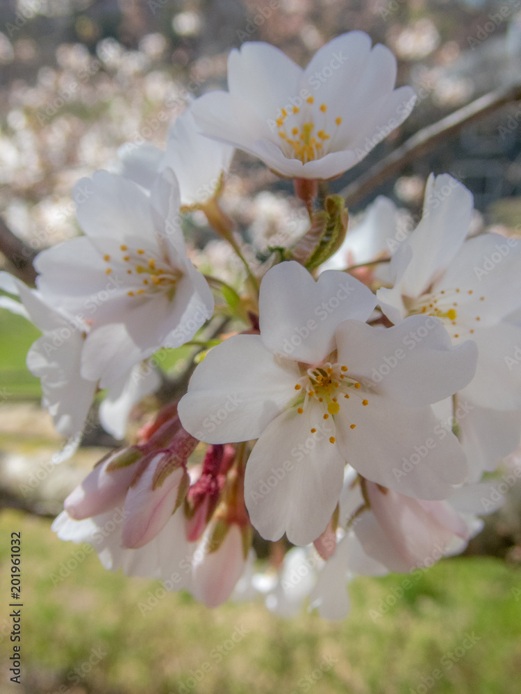 Cherry Blossom Cherry Blossom