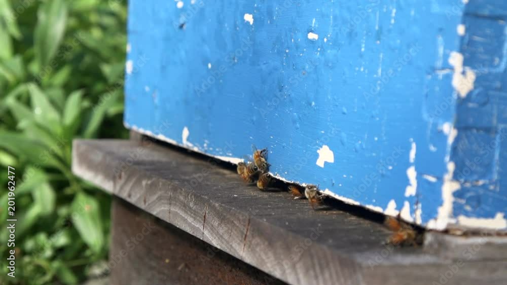 Mid-shot of bees returning to their hive.