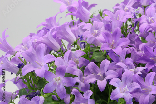 ベルフラワー 紫色の花 紫の草花 Stock Photo Adobe Stock ベルフラワー 紫色の花 紫の草花 Stock Photo Adobe Stock