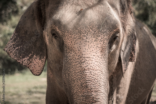 close-up view of an Asian elephant's face in its natural habitat, showcasing the texture of its skin and gentle expression, ideal for wildlife, nature, and conservation themes.