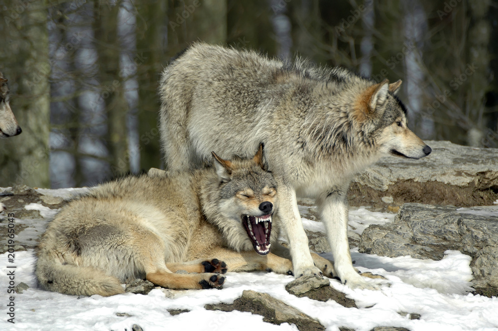 Timberwölfe (Canis lupus lycaon),  Wölfe kämpfen, Zurechtweisung, captive, Deutschland, Europa