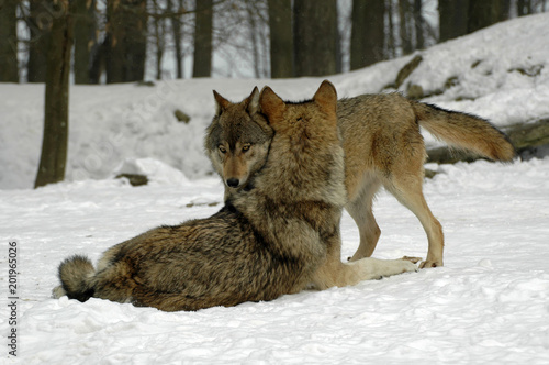 Timberwölfe (Canis lupus lycaon),  Wölfe kämpfen, Zurechtweisung, captive, Deutschland, Europa