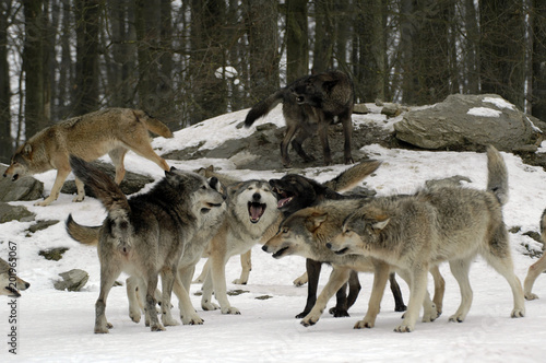 Timberw  lfe  Canis lupus lycaon    captive  Deutschland  Europa