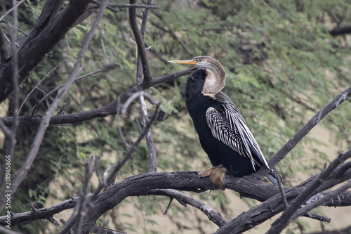 Darter that sits on dry branches of a dry tree standing in the water of a small pond