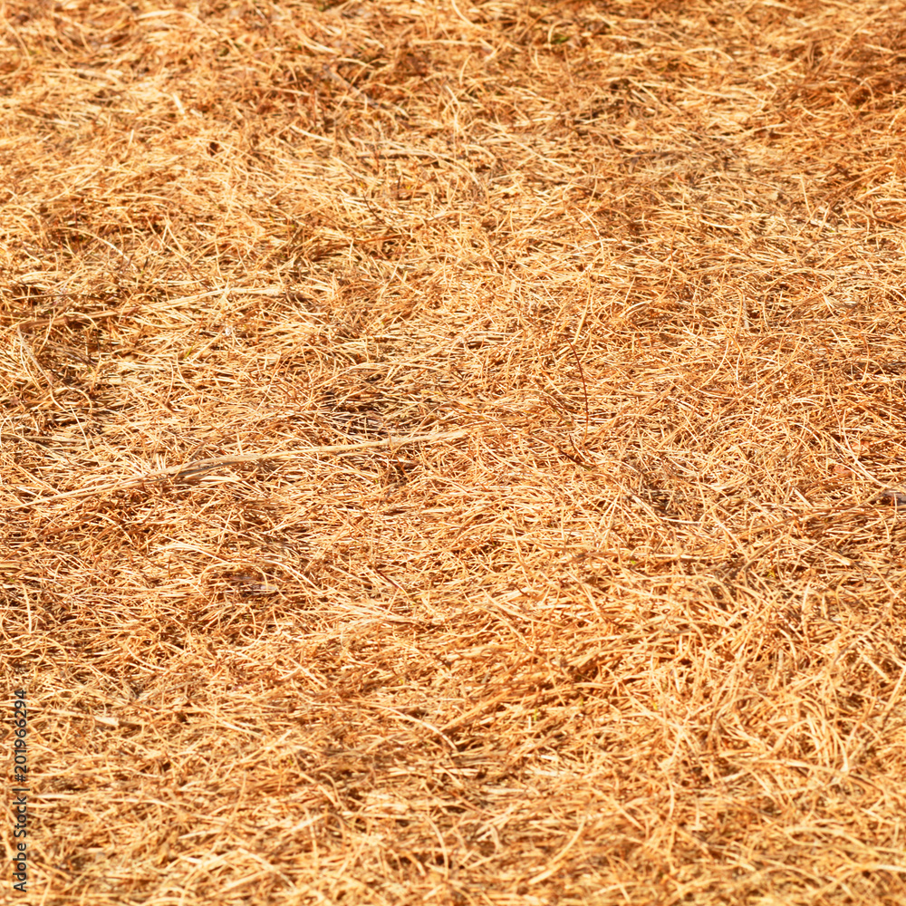 Natural texture of a dry grass. Natural texture of a dry grass.