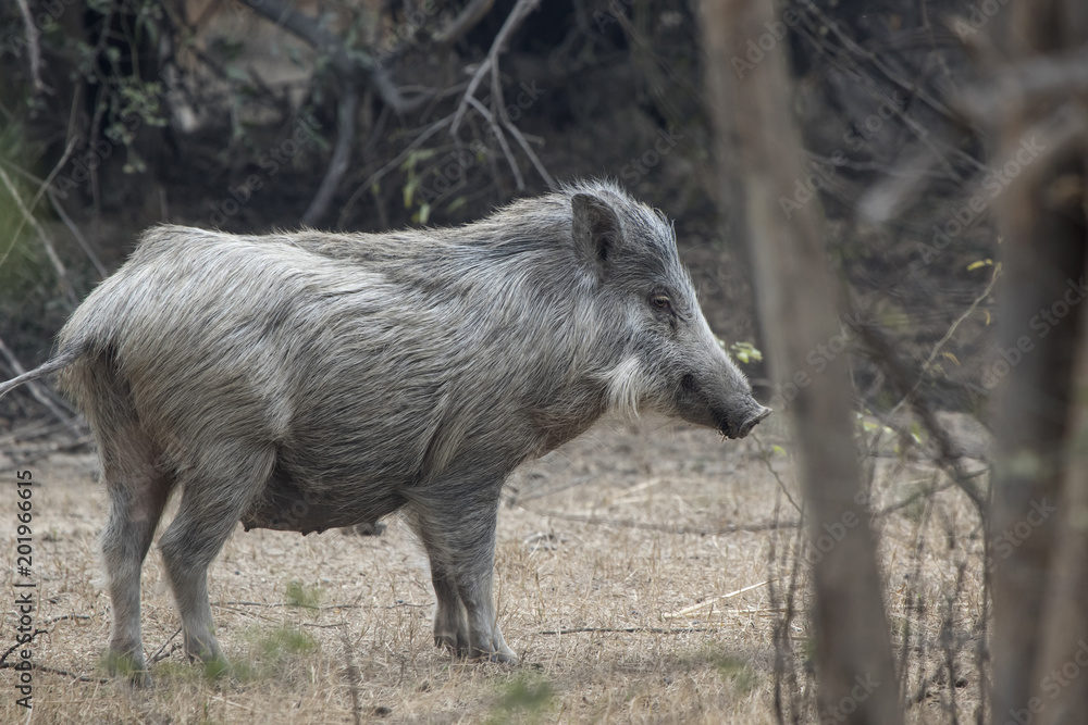 female Indian boar who stands on a clearing in a small forest on a sunny day female Indian boar who stands on a clearing in a small forest on a sunny day