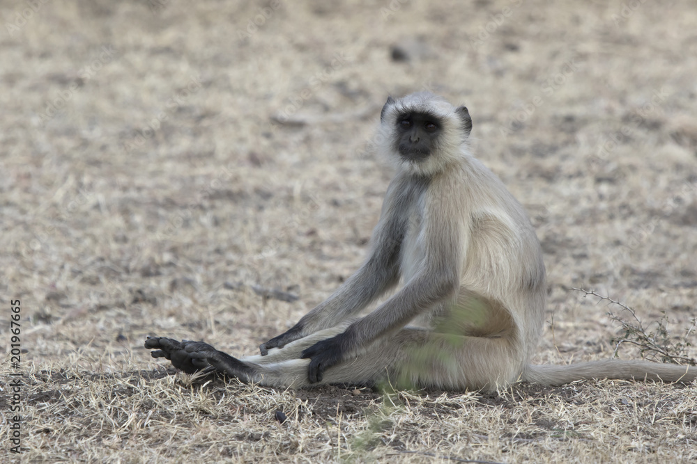 Gray langurs who sits on the ground stretching his legs on a hot day