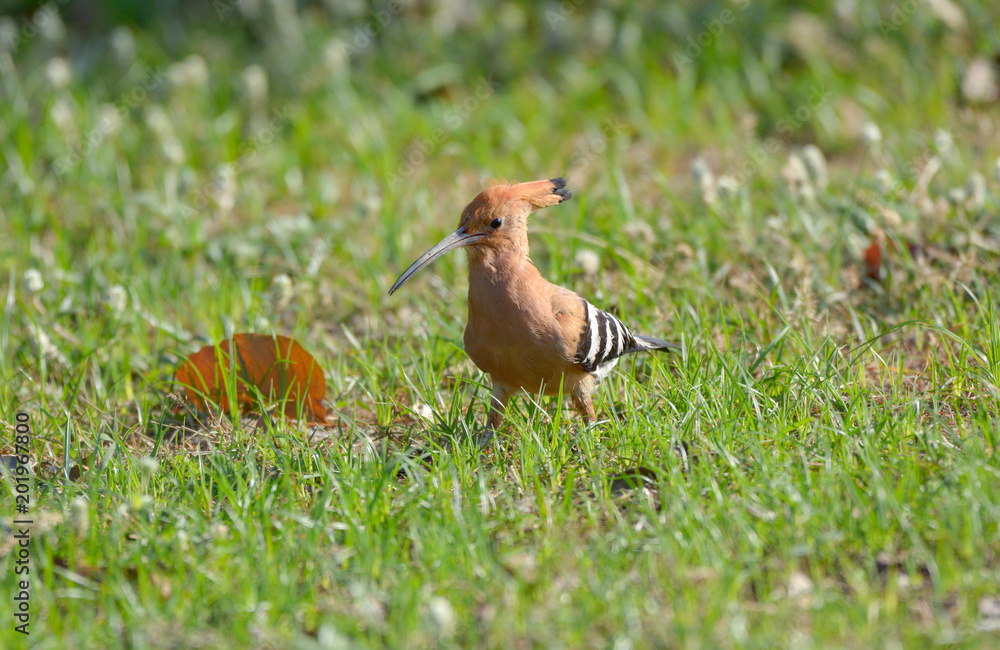 Common Hoopoe (Upupa epops) eating worm Common Hoopoe (Upupa epops) eating worm