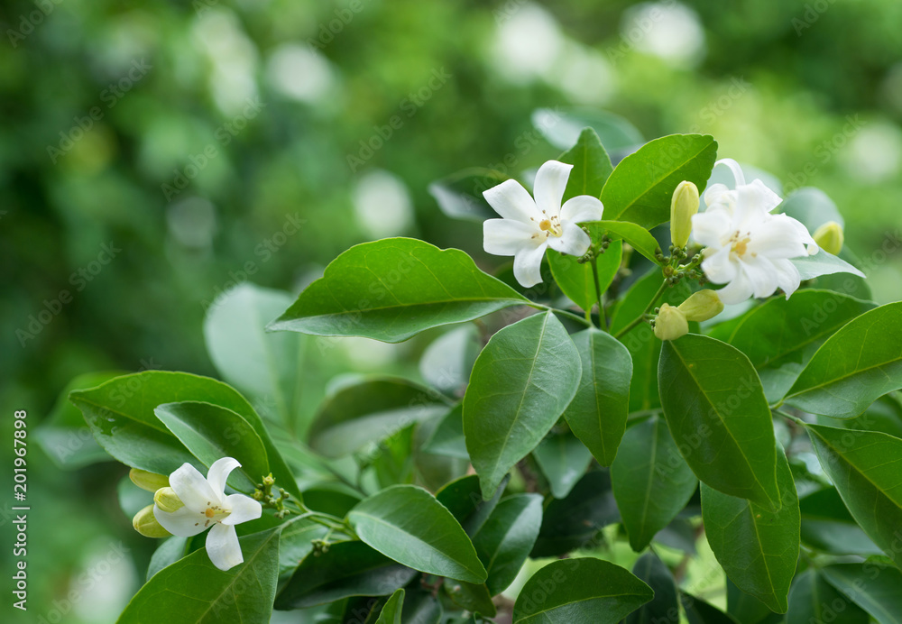 White flower, Orange Jessamine or China Box Tree, Andaman Satinwood on brunch with bokeh green background White flower, Orange Jessamine or China Box Tree, Andaman Satinwood on brunch with bokeh green background