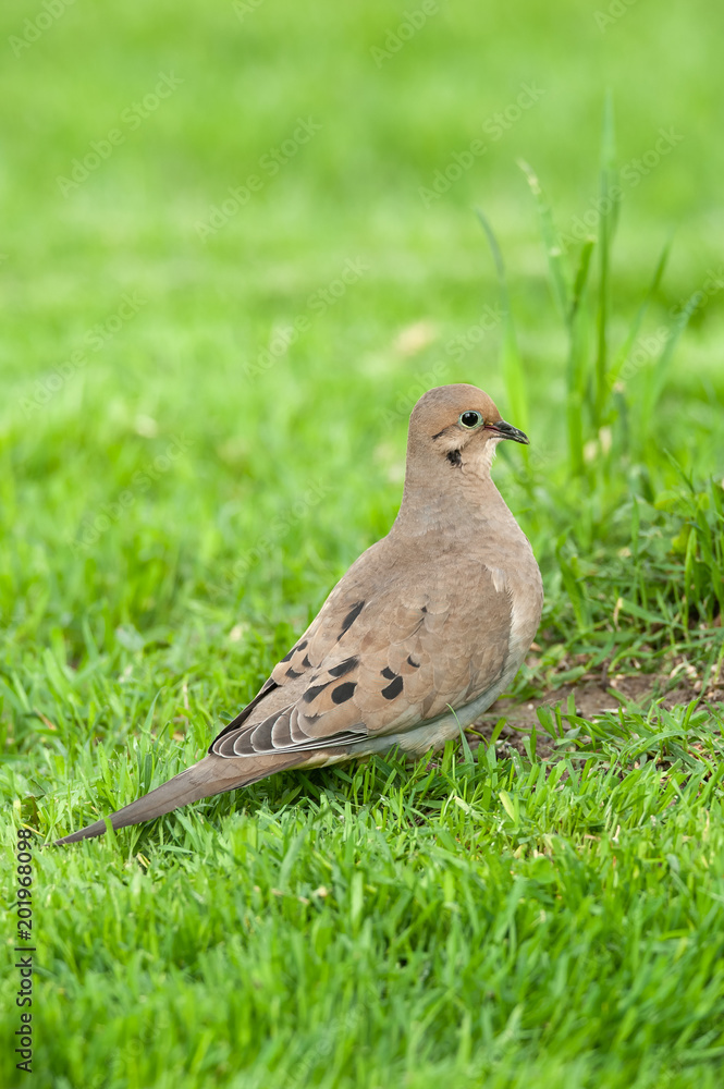 Obraz premium Mourning Dove