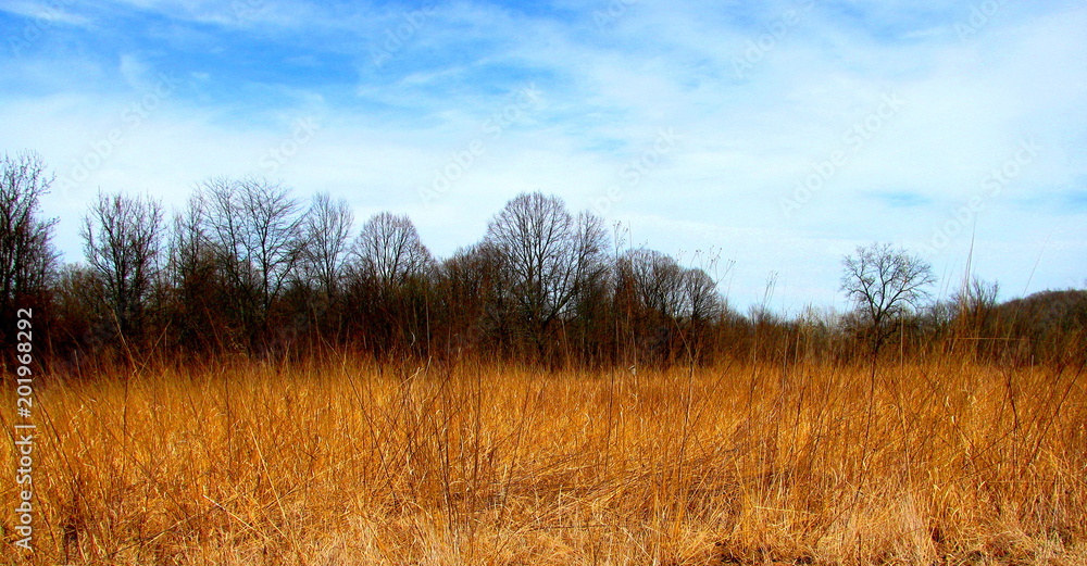 Golden Field in Spring
